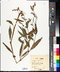 Polygonum densiflorum image