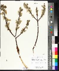 Salix cordata image