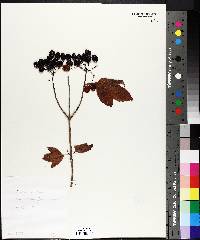 Viburnum trilobum image