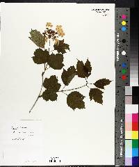 Viburnum trilobum image