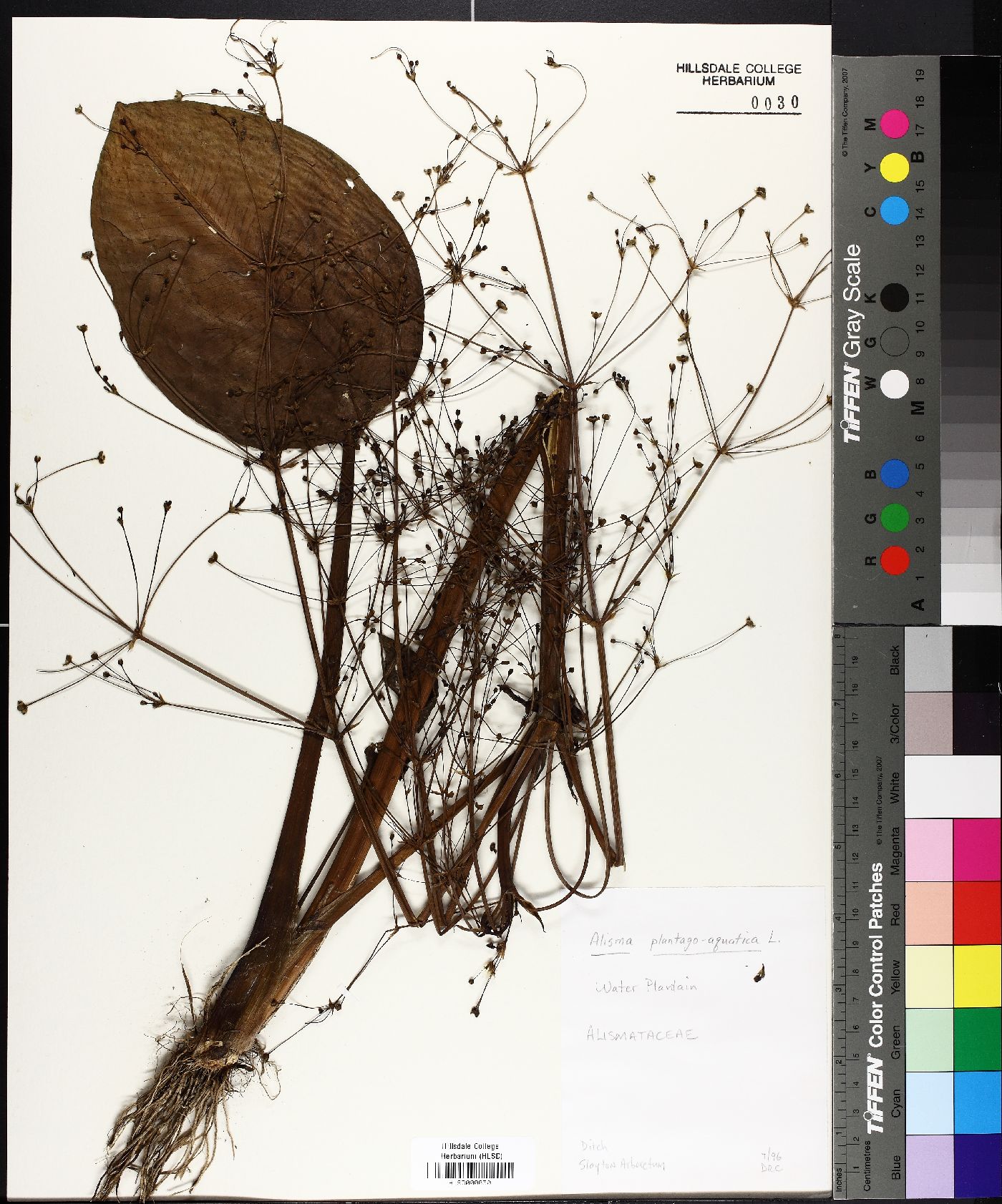 Alisma plantago-aquatica image