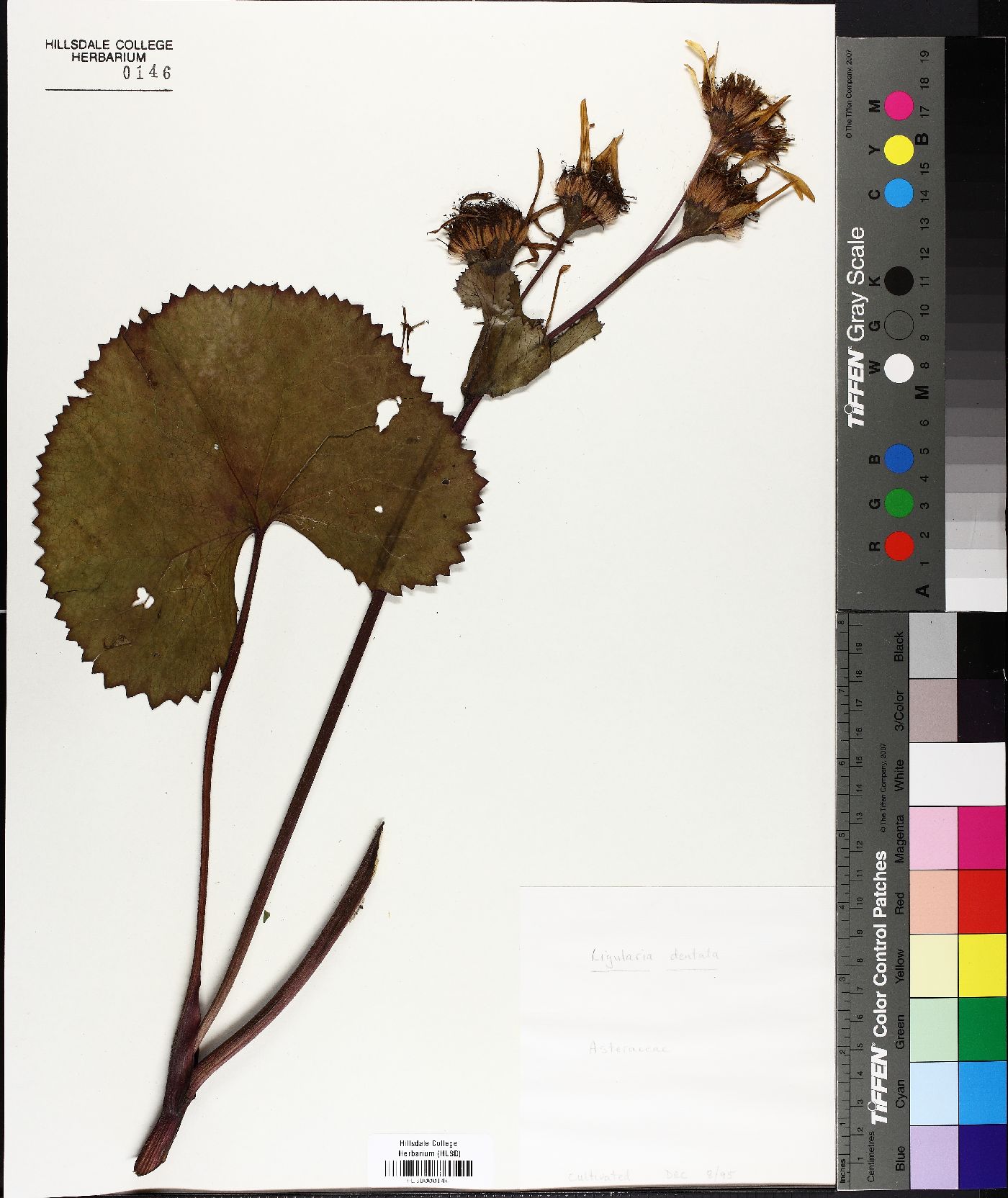 Ligularia dentata image