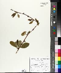 Berberis vulgaris image