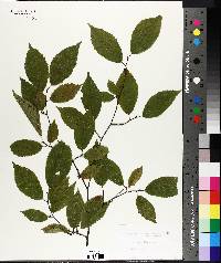 Carpinus caroliniana image