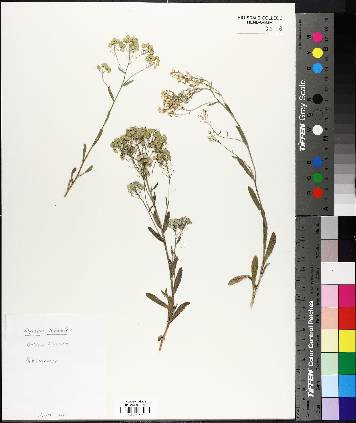 Alyssum saxatile image
