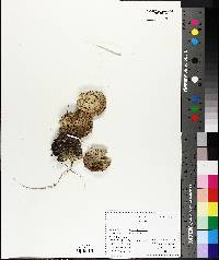 Opuntia humifusa image