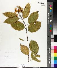 Celastrus scandens image