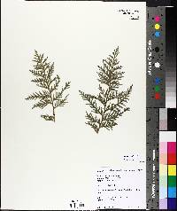 Thuja occidentalis image