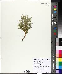 Thuja occidentalis image