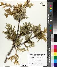 Thuja occidentalis image