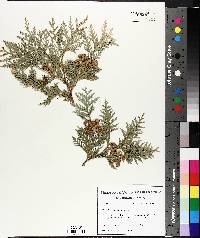 Thuja occidentalis image