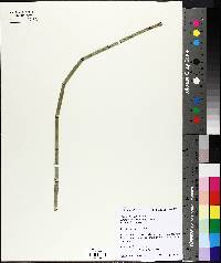 Equisetum hyemale image