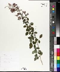 Lespedeza bicolor image