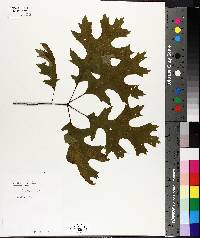 Quercus coccinea image