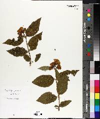 Philadelphus coronarius image