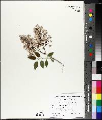 Syringa vulgaris image