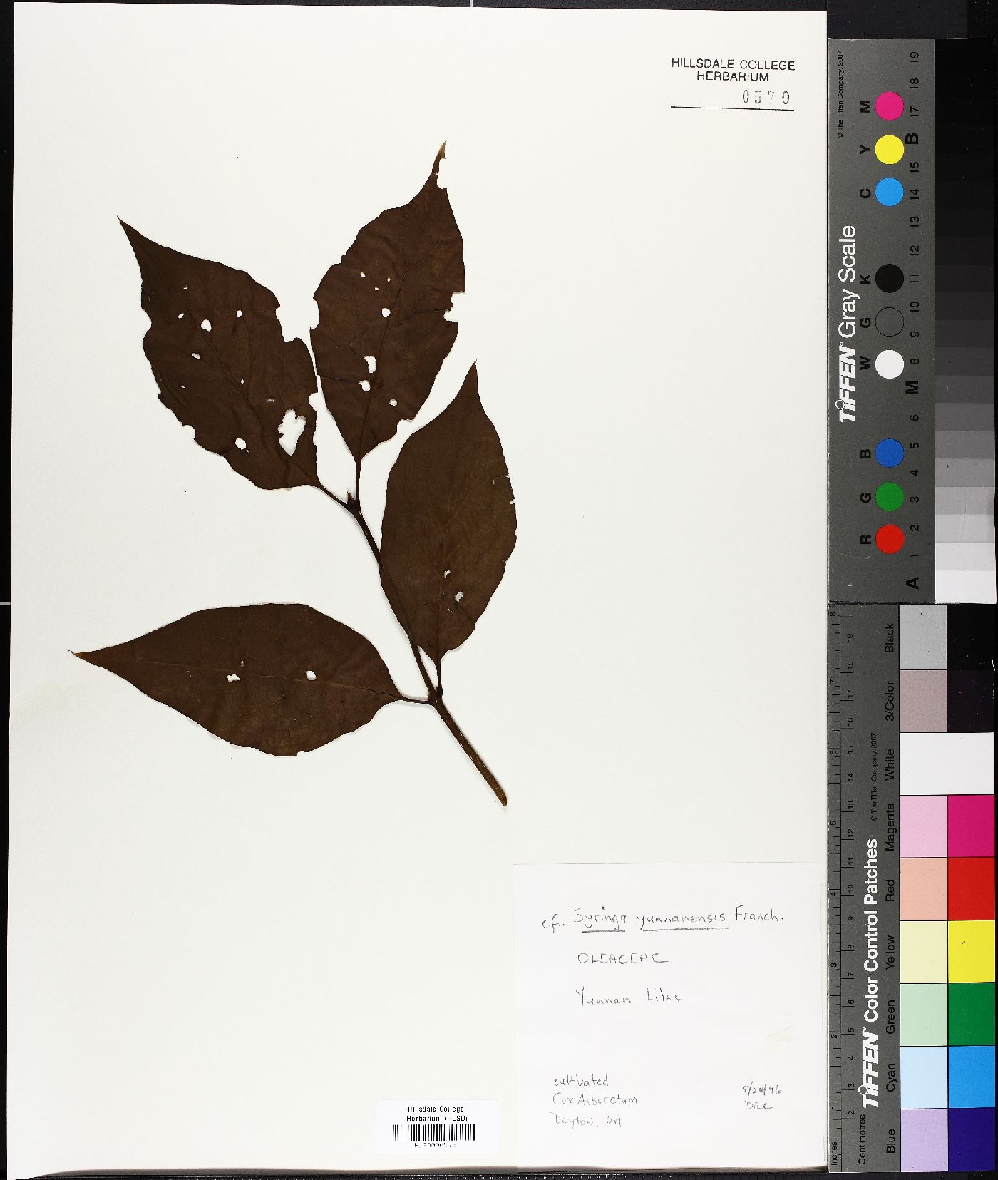 Syringa tomentella subsp. yunnanensis image