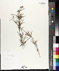 Steironema quadriflorum image