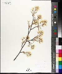 Amelanchier arborea image