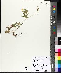 Potentilla simplex image