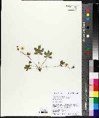 Potentilla simplex image