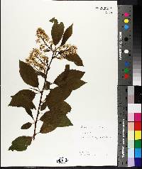 Prunus maackii image
