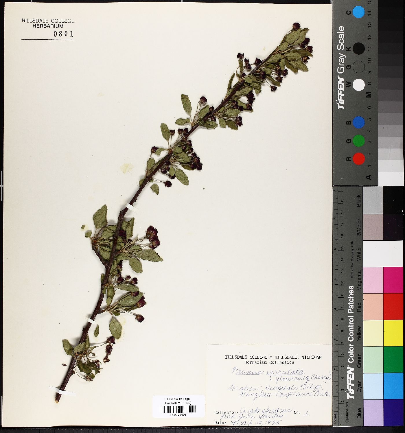 Prunus serrulata image