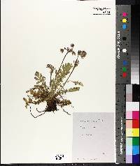 Geum triflorum image