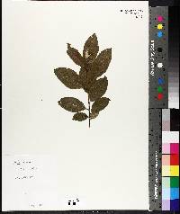 Salix caprea image