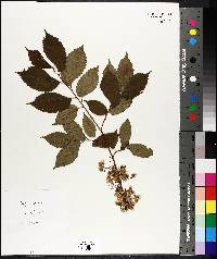 Ulmus pumila image