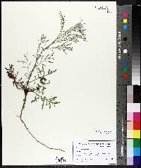 Artemisia campestris image