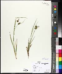 Carex lurida image