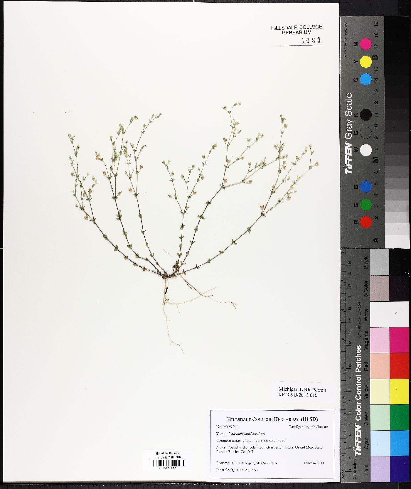 Cerastium semidecandrum image