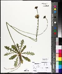 Scorzoneroides autumnalis image