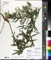 Euthamia graminifolia image