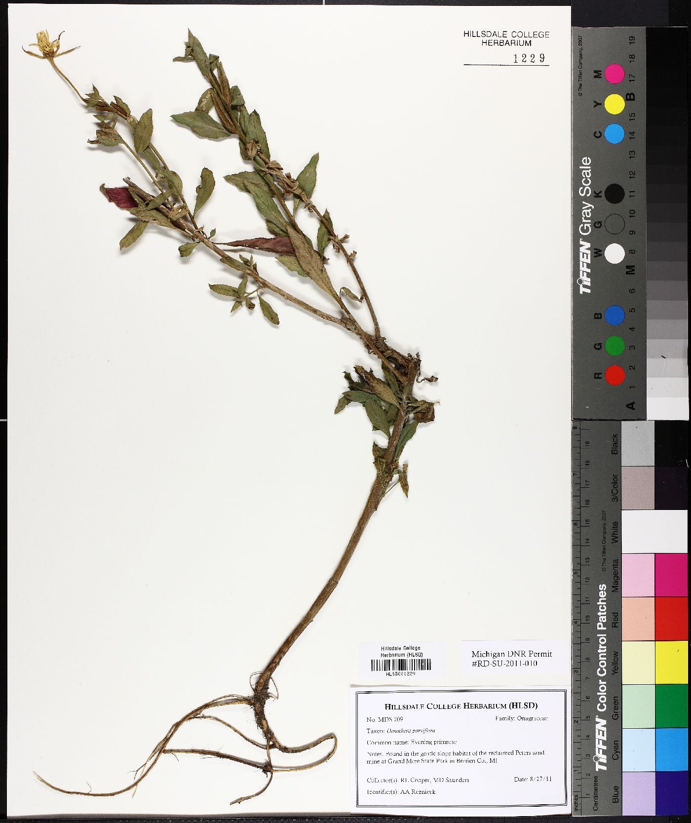 Oenothera parviflora image