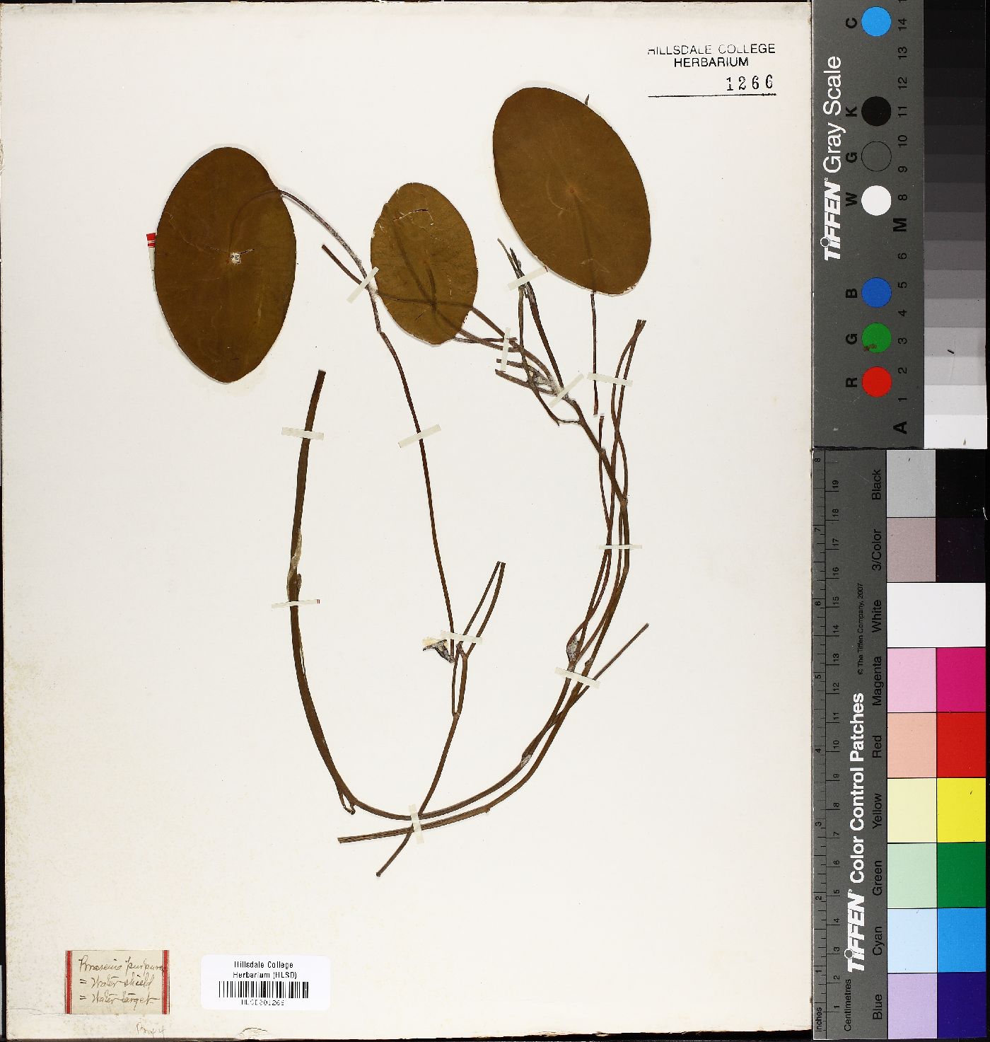 Brasenia purpurea image