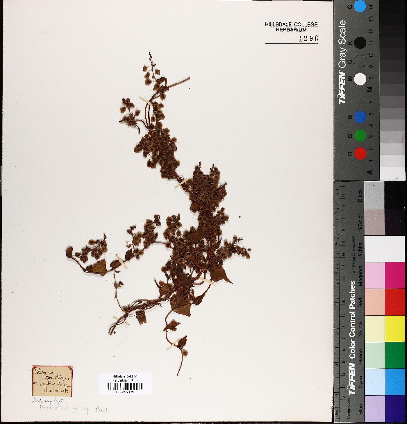 Polygonum densiflorum image