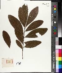 Quercus imbricaria image