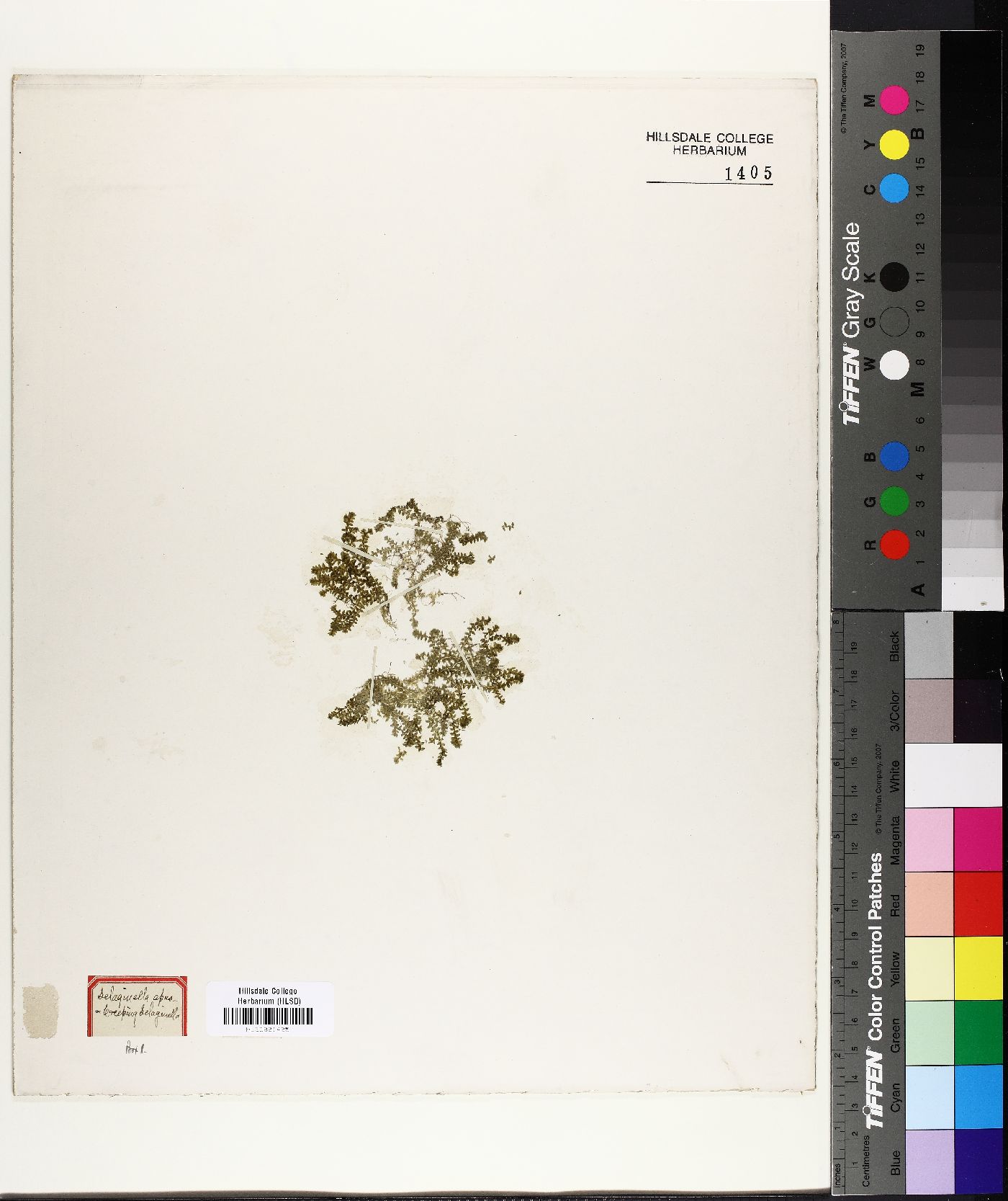Selaginella apus image