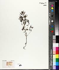 Melampyrum americanum image