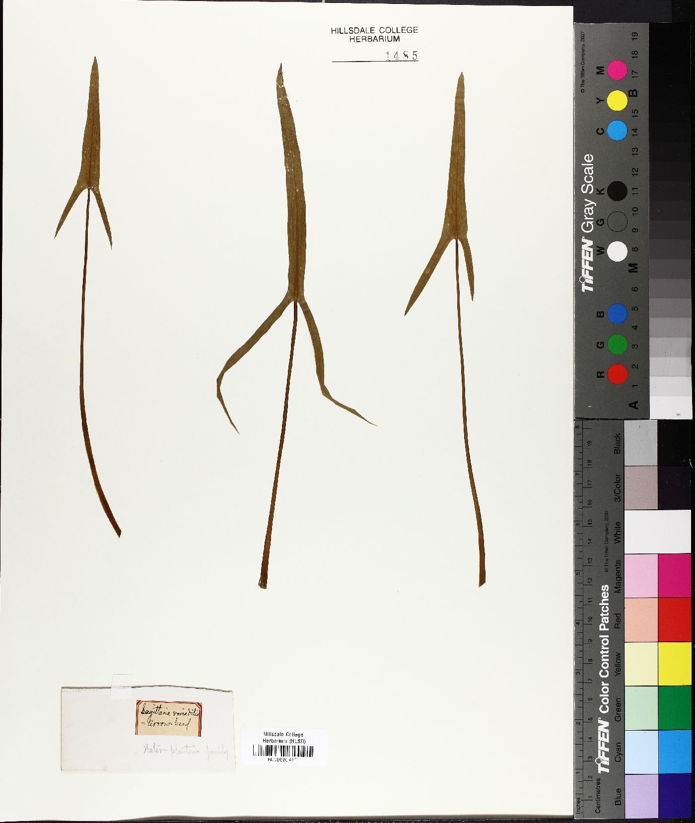 Sagittaria variabilis image