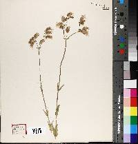 Silene vulgaris image