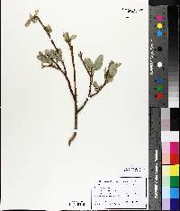 Salix myricoides image