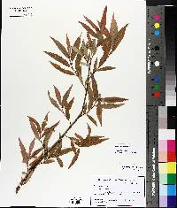 Salix eriocephala image