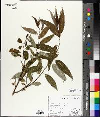 Salix lucida image