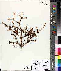 Picea mariana image