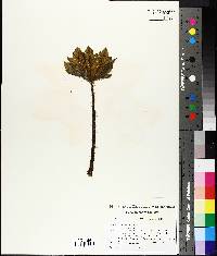 Oplopanax horridus image