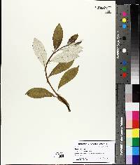 Salix barrattiana image