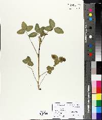 Trifolium hybridum image